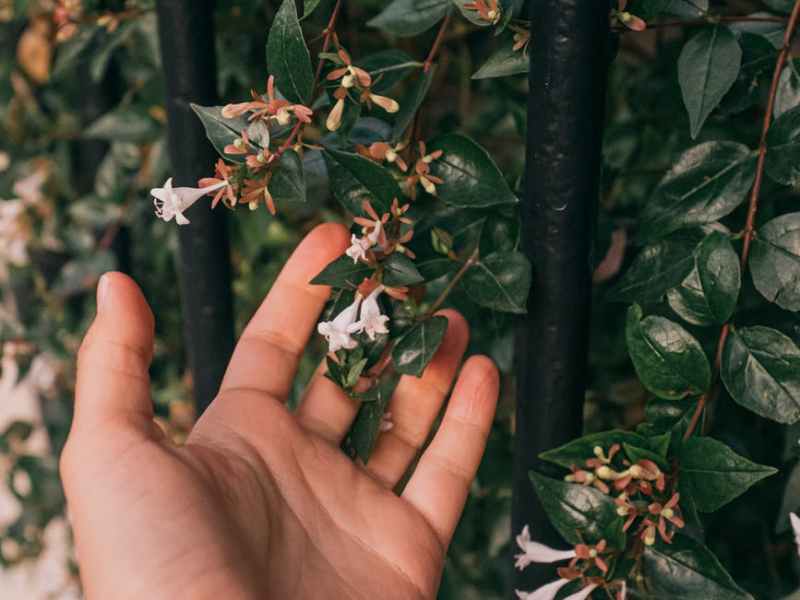 Women: Boost Your Sexual Health With These 3 Herbs